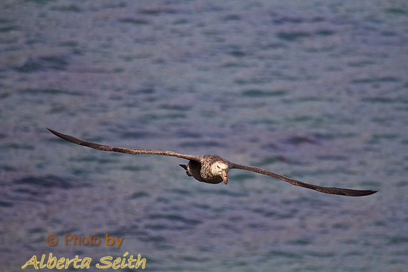 Petrel at Peggoty Bluff, South Georgia Island