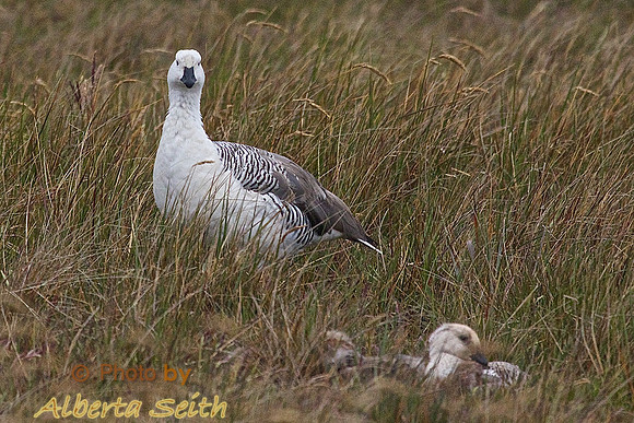 Upland Goose with chicks, Sea Lion Island