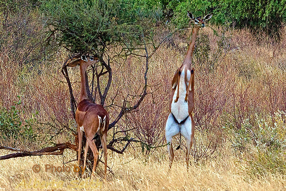 Gerenuk in Samburu, Kenya