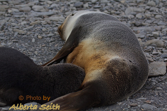 Nursing fur seal pup at Fortuna Bay