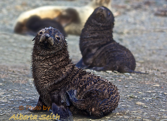 Fur Seal Pups on the Beach at Cooper Bay, South Georgia Island