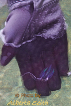 Jellyfish-Conidiophore-in Waters of Larsen's Harbour, South Georgia Island