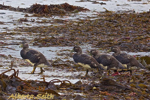 Sea Lion Island