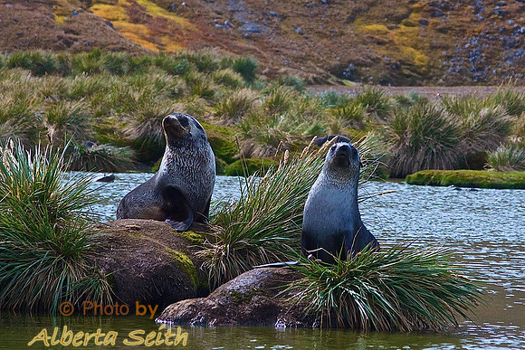 Landing at Peggoty Bluff, South Georgia Island