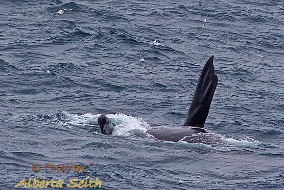 Humpback Whale Showing Off near Cooper Bay, South Georgia Island