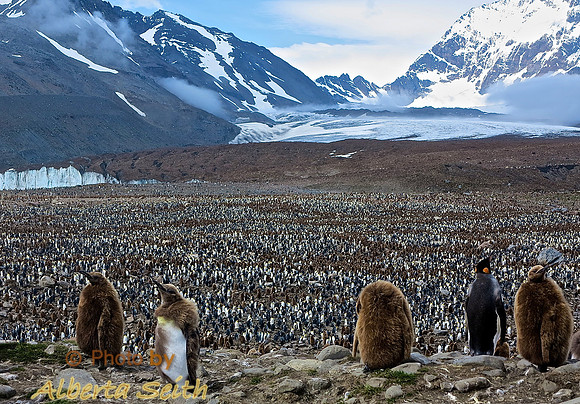 King Penguin Colony