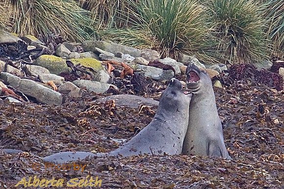 Elephant Seals Sparring