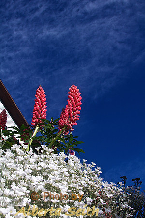 Ushuaia