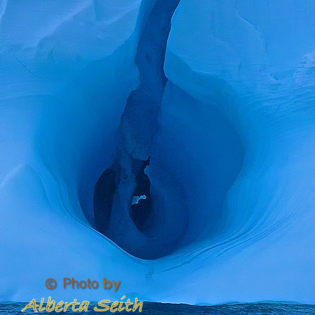 Wildlife at Elephant Island