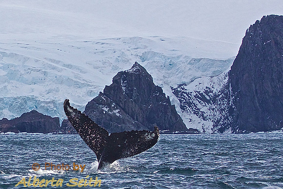 Zodiac extravaganza- First day in Antactica