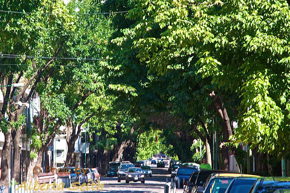 Canopied streets, Buenos Aries