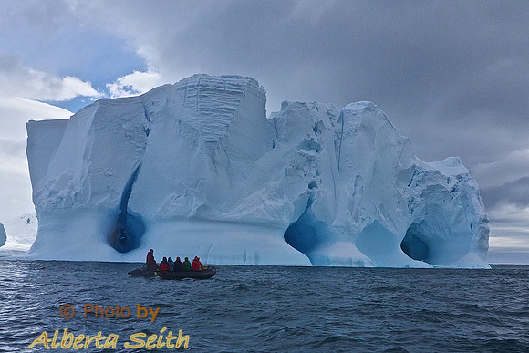 Wildlife at Elephant Island
