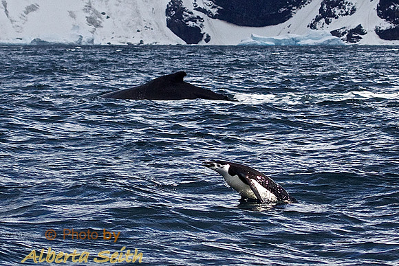 Zodiac extravaganza- First day in Antactica