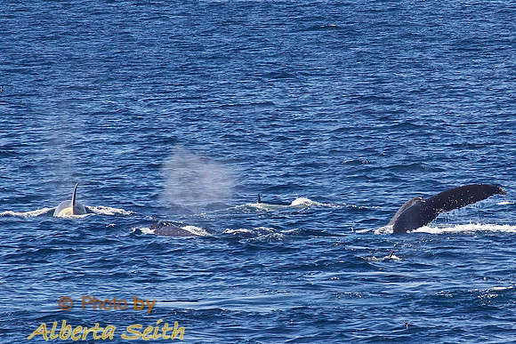 Whales in the Gerlache Strait