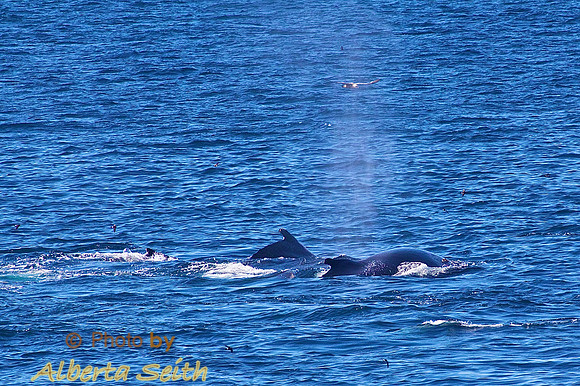 Whales in the Gerlache Strait