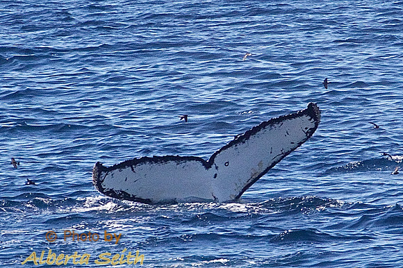 Whales in the Gerlache Strait