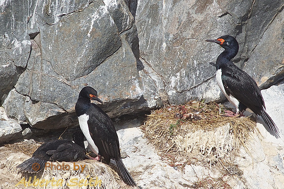 Rock Cormorants, Ushuaia