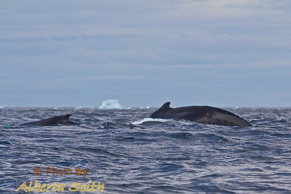 Zodiac extravaganza- First day in Antactica