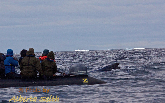 Zodiac extravaganza- First day in Antactica
