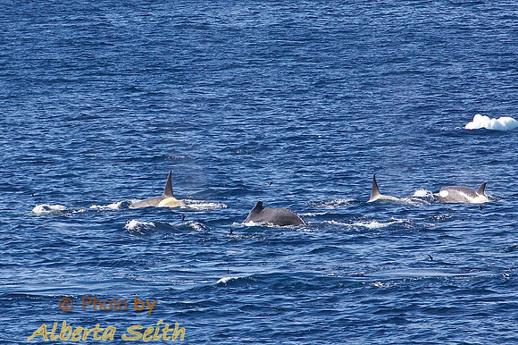 Whales in the Gerlache Strait