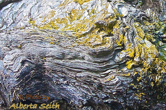 Moss covered metamorphic rock with deep folds, Parque Nacional del Fuego