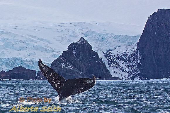 Zodiac extravaganza- First day in Antactica