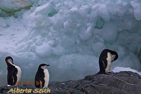 Zodiac extravaganza- off Point Wild on First day in Antactica